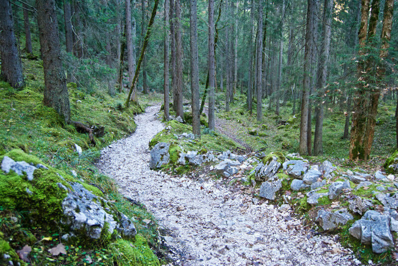 Schöner Trail durch den Wald