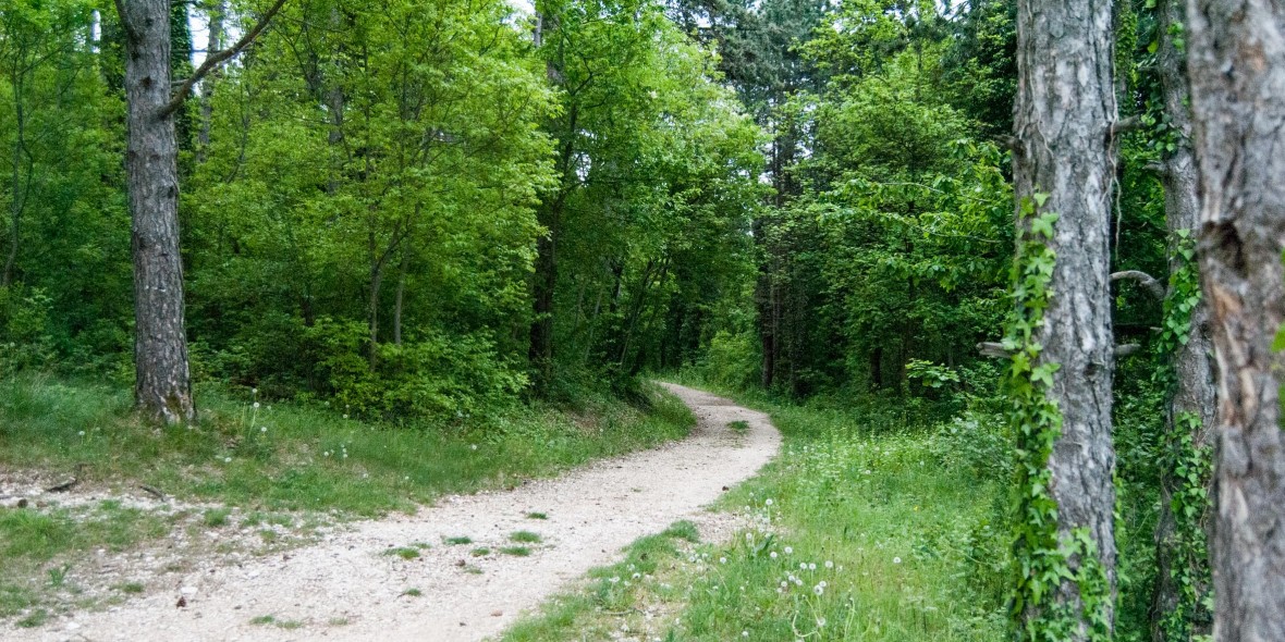 Einstieg in den Jungle Trail