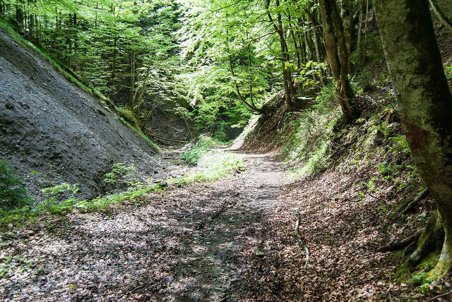 Mtb singletrail tegernsee