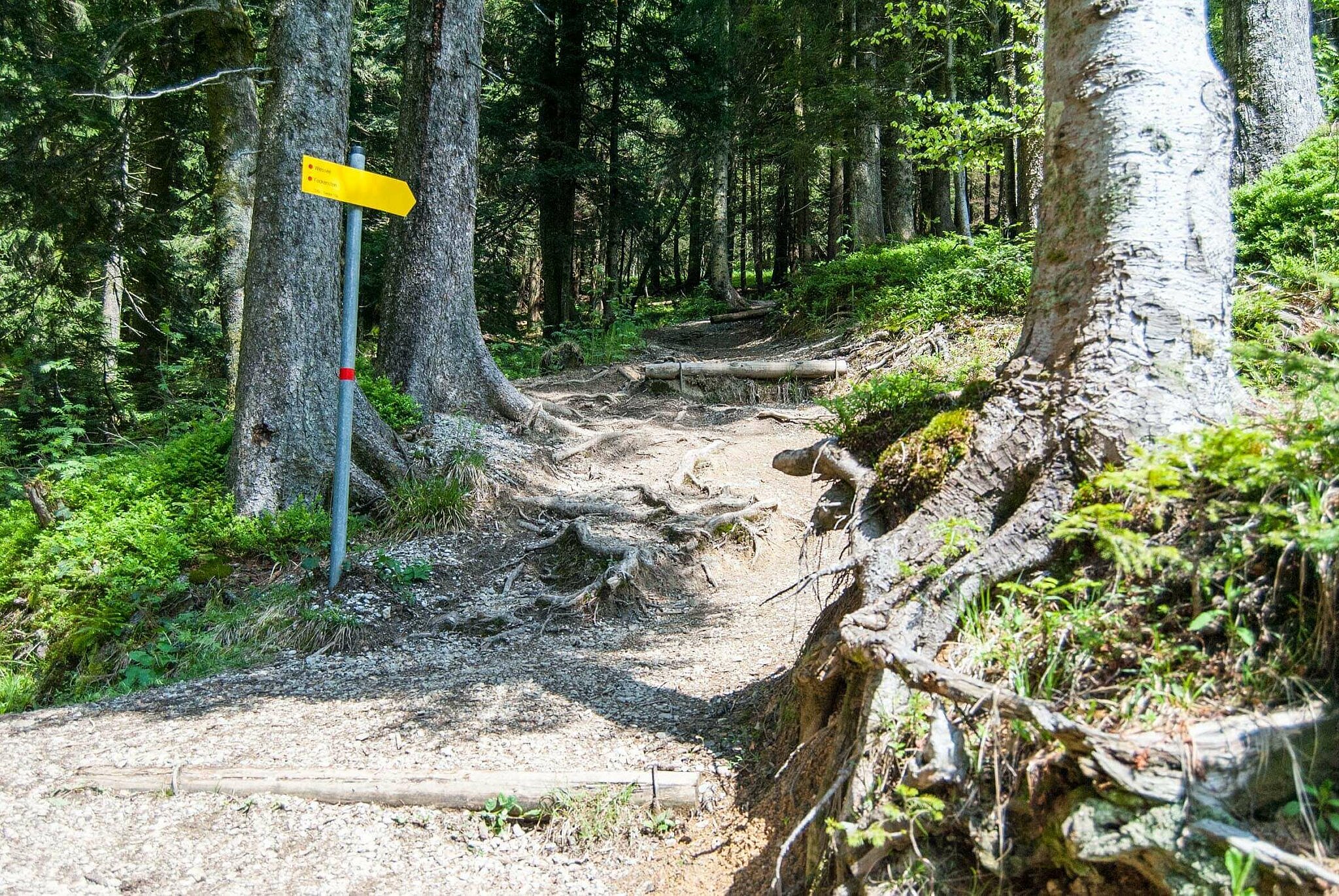 Mtb singletrail tegernsee