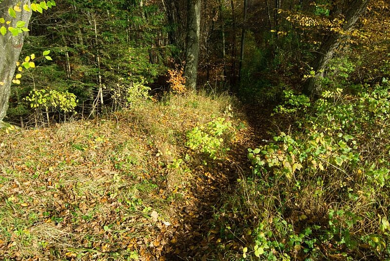 Wald Trail Ammersee