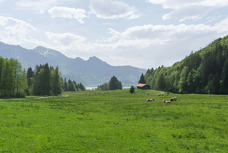Kochelsee