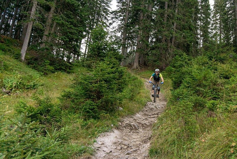 Forest Aisle Trail